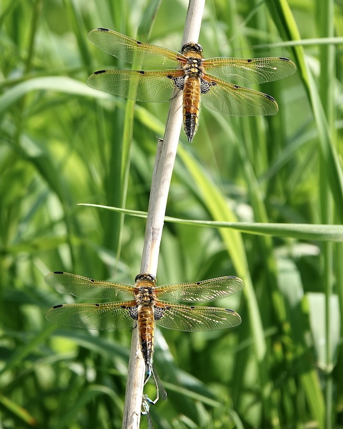 four-spotted chaser